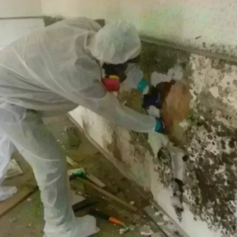 Mold Remediation and Removal in Adams County, NE